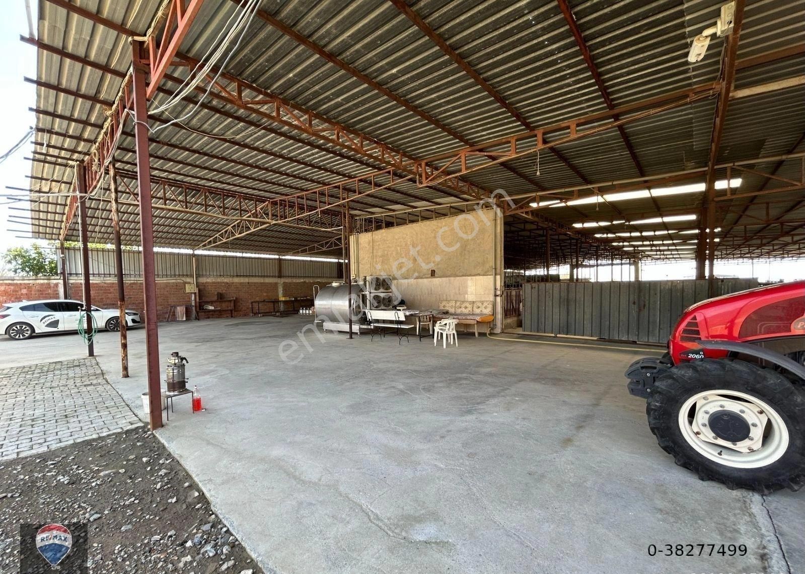 Söke Güllübahçe'de Yatırıma Uygun Tam Donanımlı Ruhsatlı Büyükbaş Hayvan Üretım Çıftlığı - Görsel 14