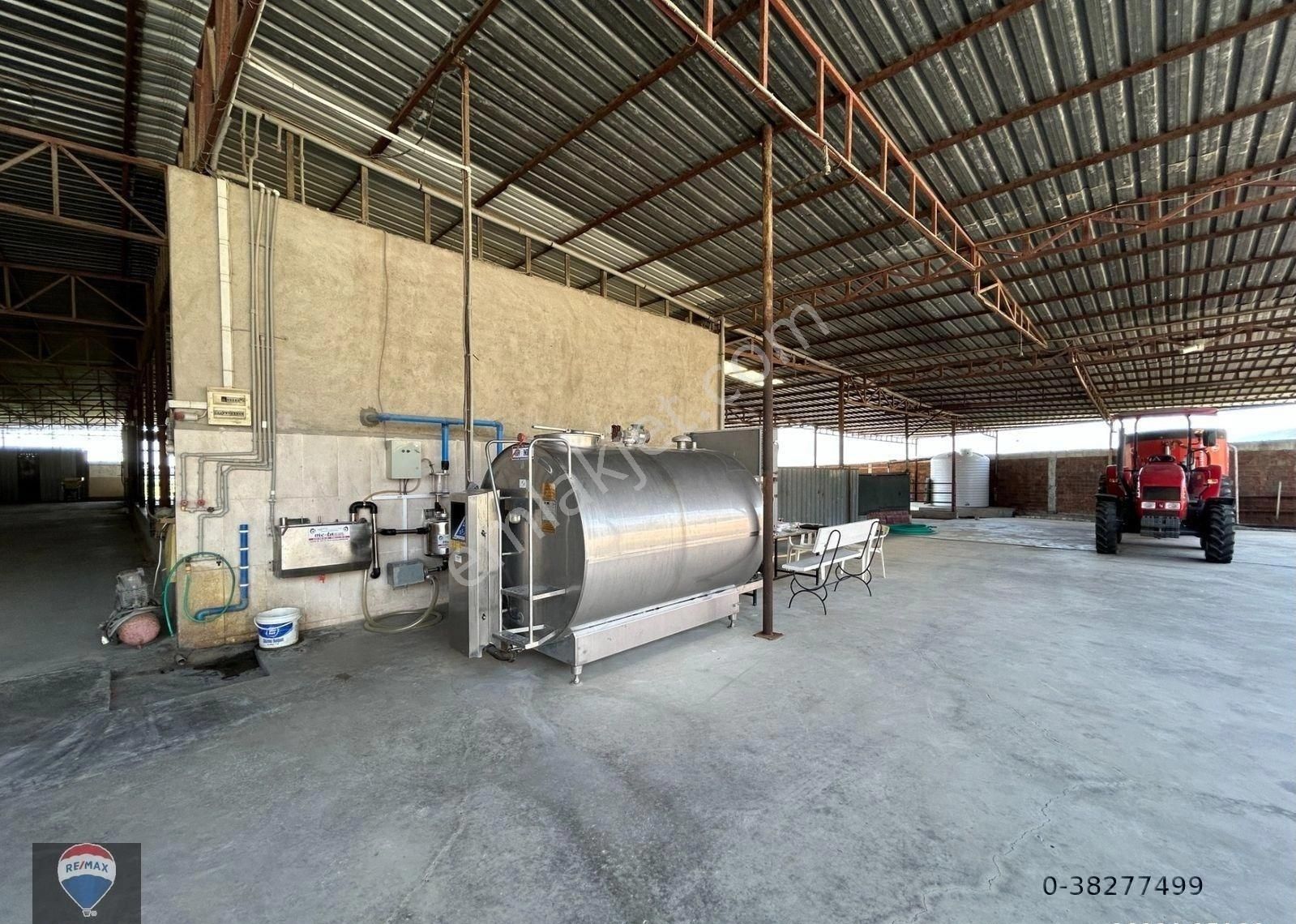 Söke Güllübahçe'de Yatırıma Uygun Tam Donanımlı Ruhsatlı Büyükbaş Hayvan Üretım Çıftlığı - Görsel 3