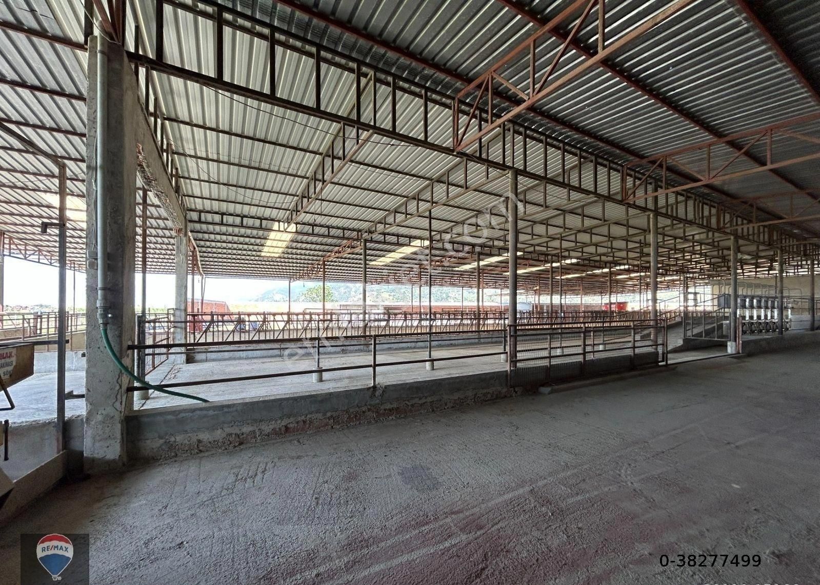 Söke Güllübahçe'de Yatırıma Uygun Tam Donanımlı Ruhsatlı Büyükbaş Hayvan Üretım Çıftlığı - Görsel 26