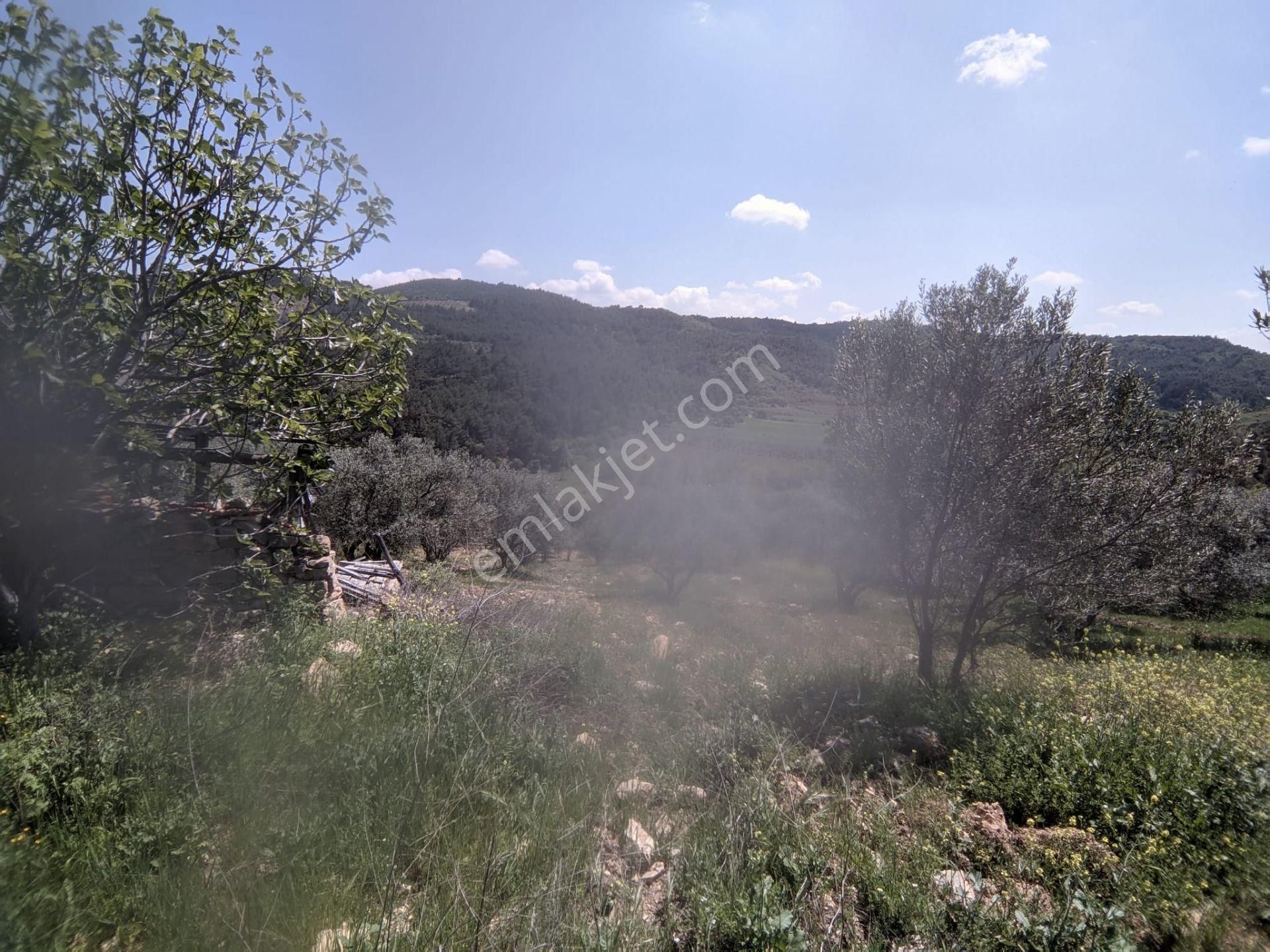 Bergama Yukarı Ilgındere Mahallesinde Satılık Zeytinlik - Görsel 6