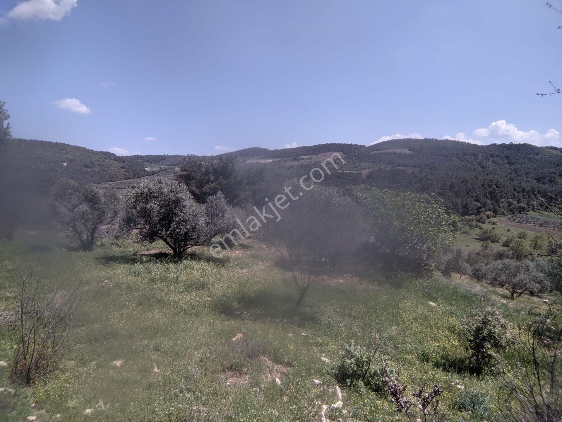 Bergama Yukarı Ilgındere Mahallesinde Satılık Zeytinlik - Görsel 9
