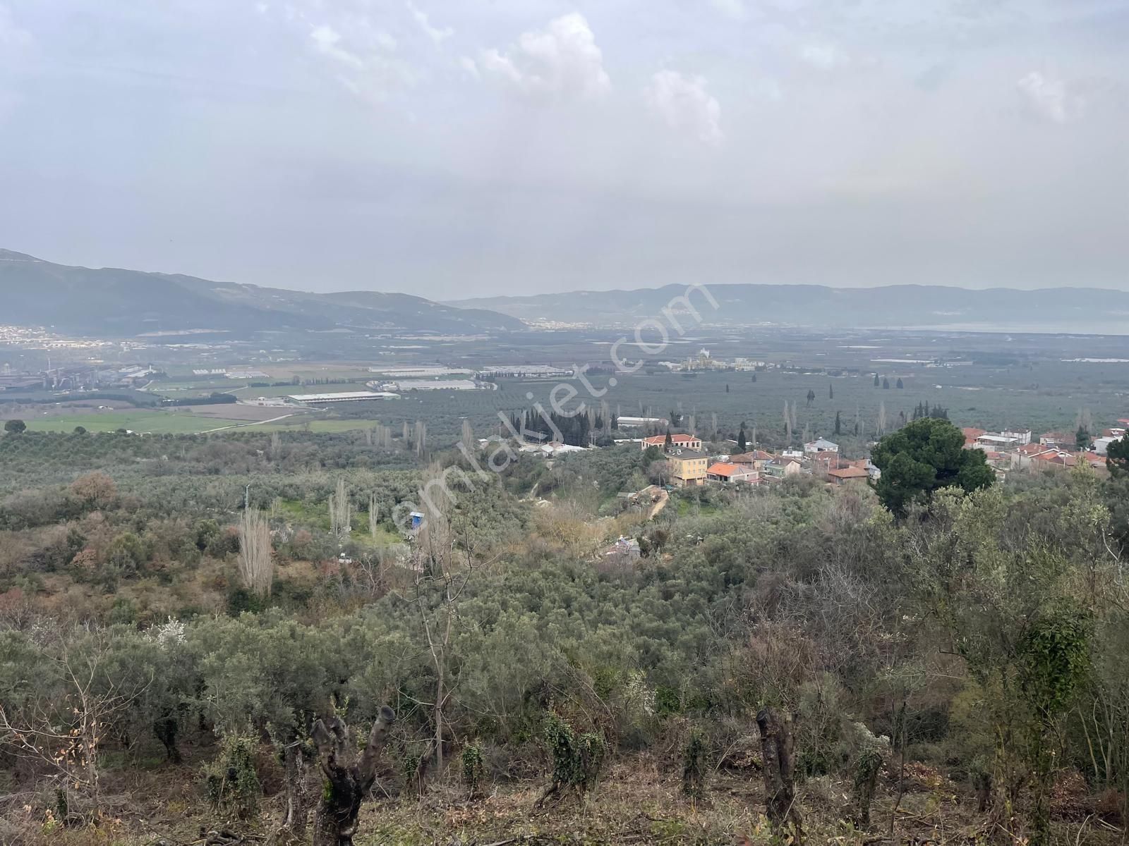 Sahibinden Satılık Zeytinlik - Görsel 5