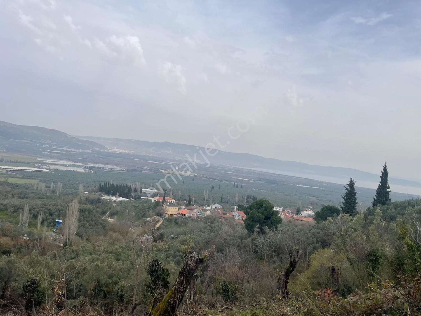 Sahibinden Satılık Zeytinlik - Görsel 4