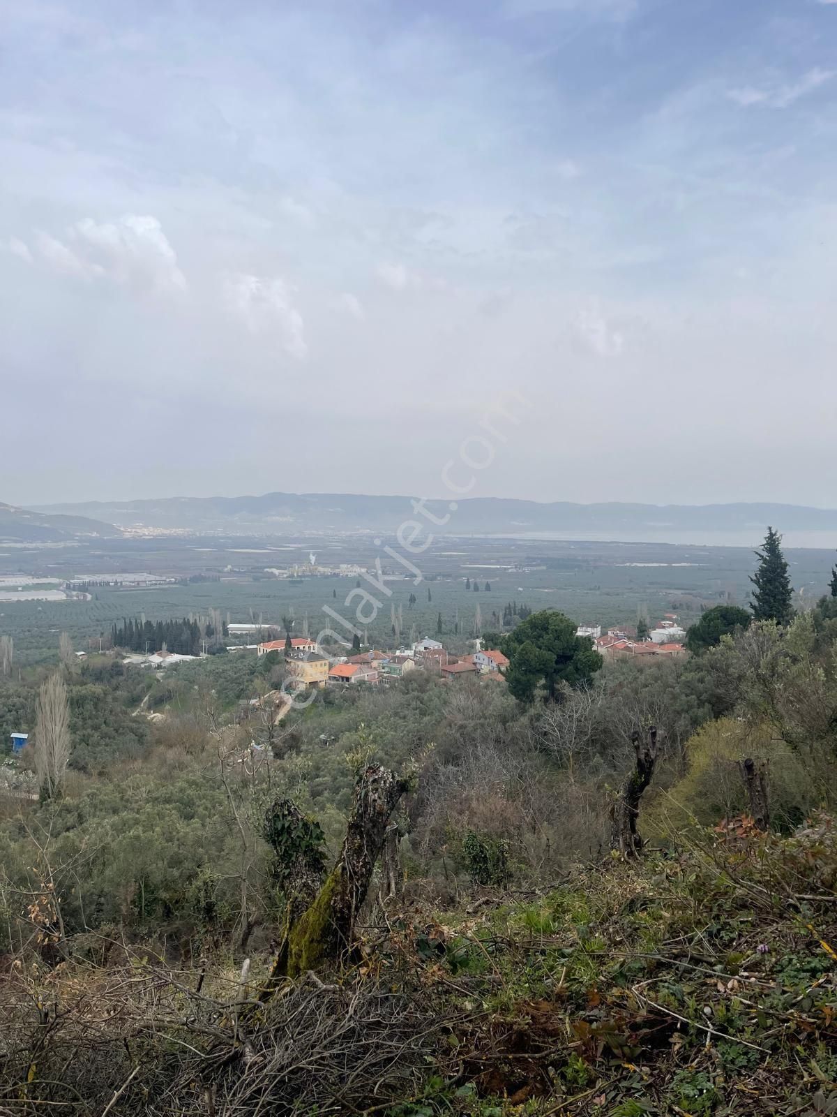 Sahibinden Satılık Zeytinlik - Görsel 3