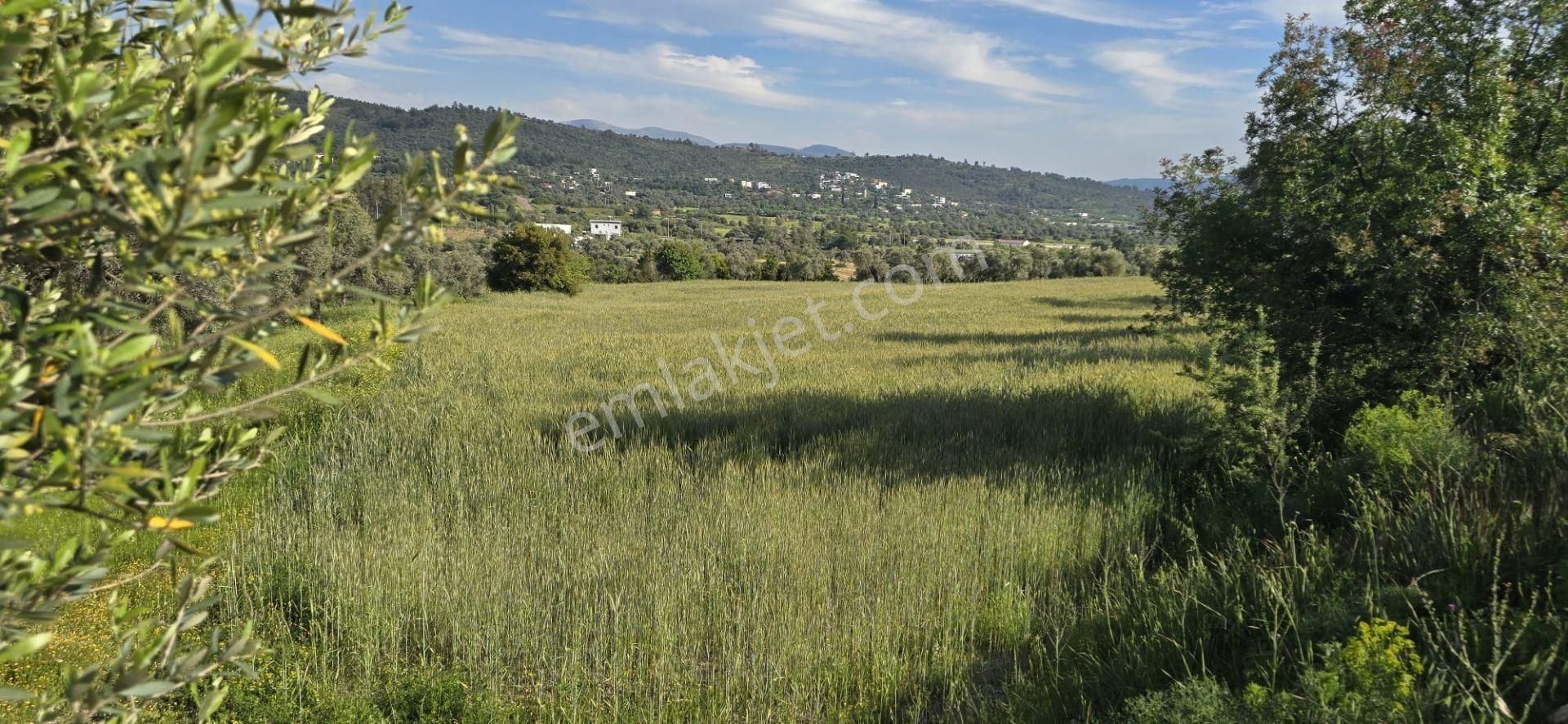 Bodrum Mumcular' Da Satılık 4976 M2 Ana Yola Yakın Müstakil Tapulu Düz Tarla - Görsel 6