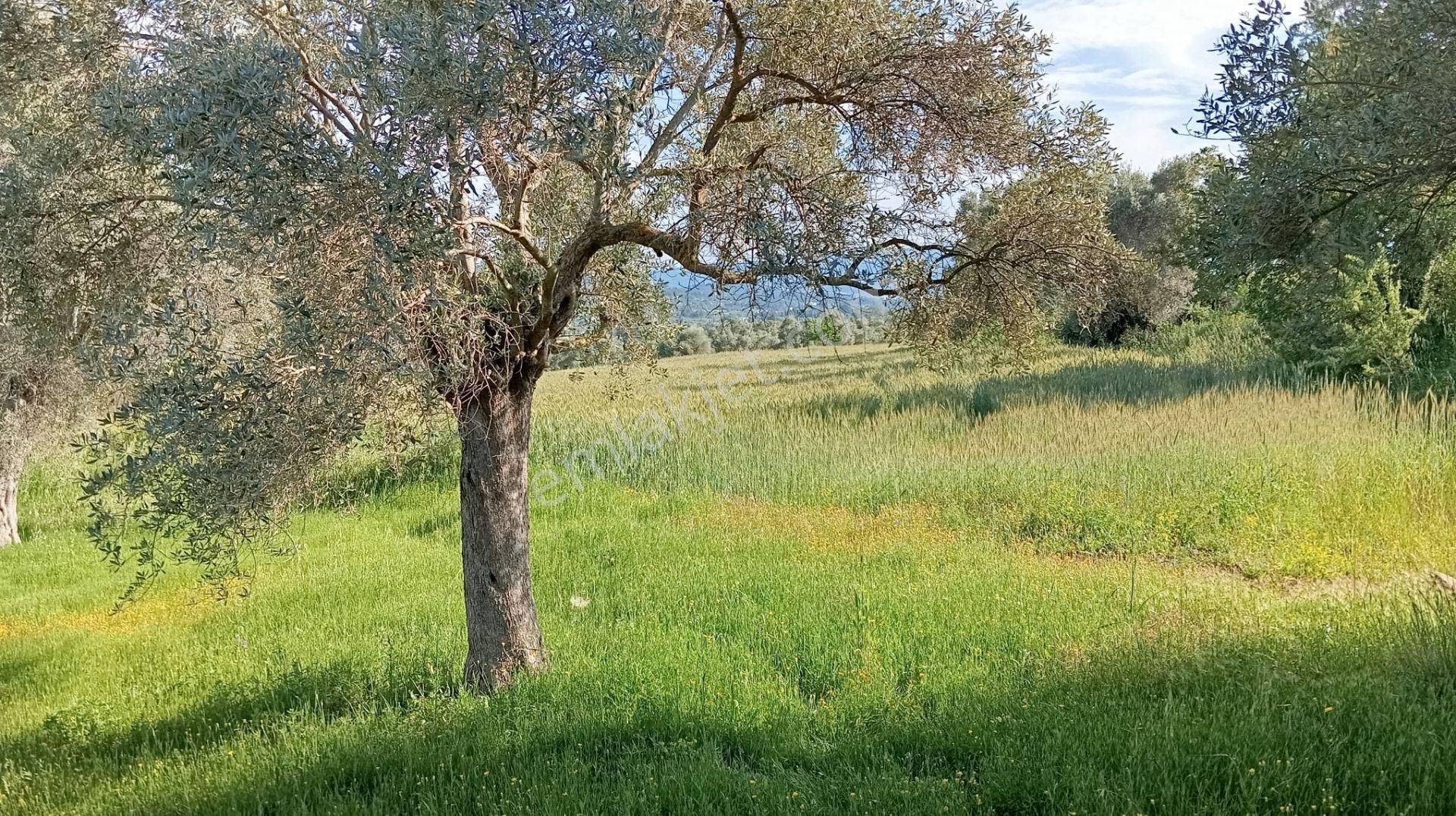 Bodrum Mumcular' Da Satılık 4976 M2 Ana Yola Yakın Müstakil Tapulu Düz Tarla - Görsel 3