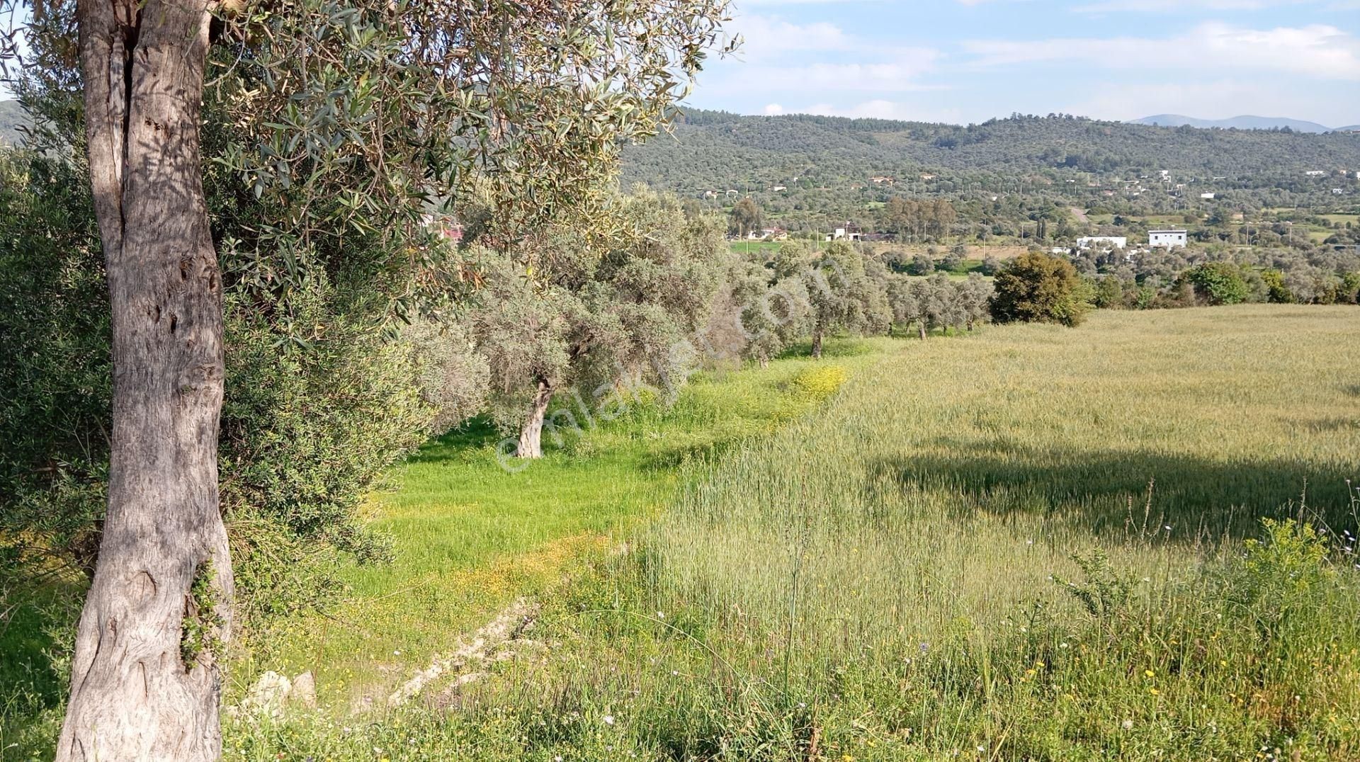 Bodrum Mumcular' Da Satılık 4976 M2 Ana Yola Yakın Müstakil Tapulu Düz Tarla - Görsel 5