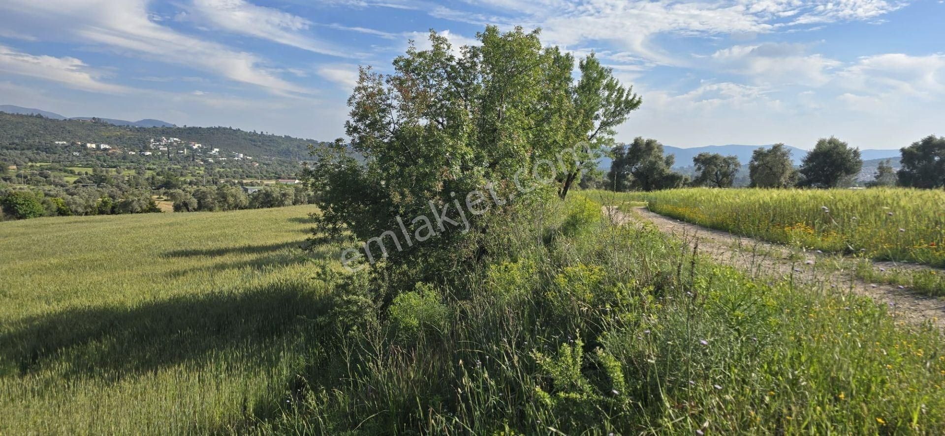 Bodrum Mumcular' Da Satılık 4976 M2 Ana Yola Yakın Müstakil Tapulu Düz Tarla