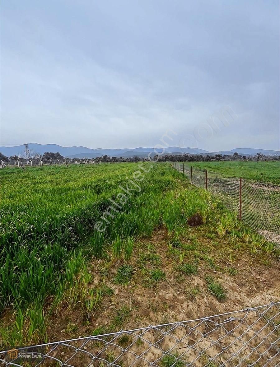Milas Kısırlarda 4.136 Mt2 Zeytinli Muhteşem Tarla - Görsel 6