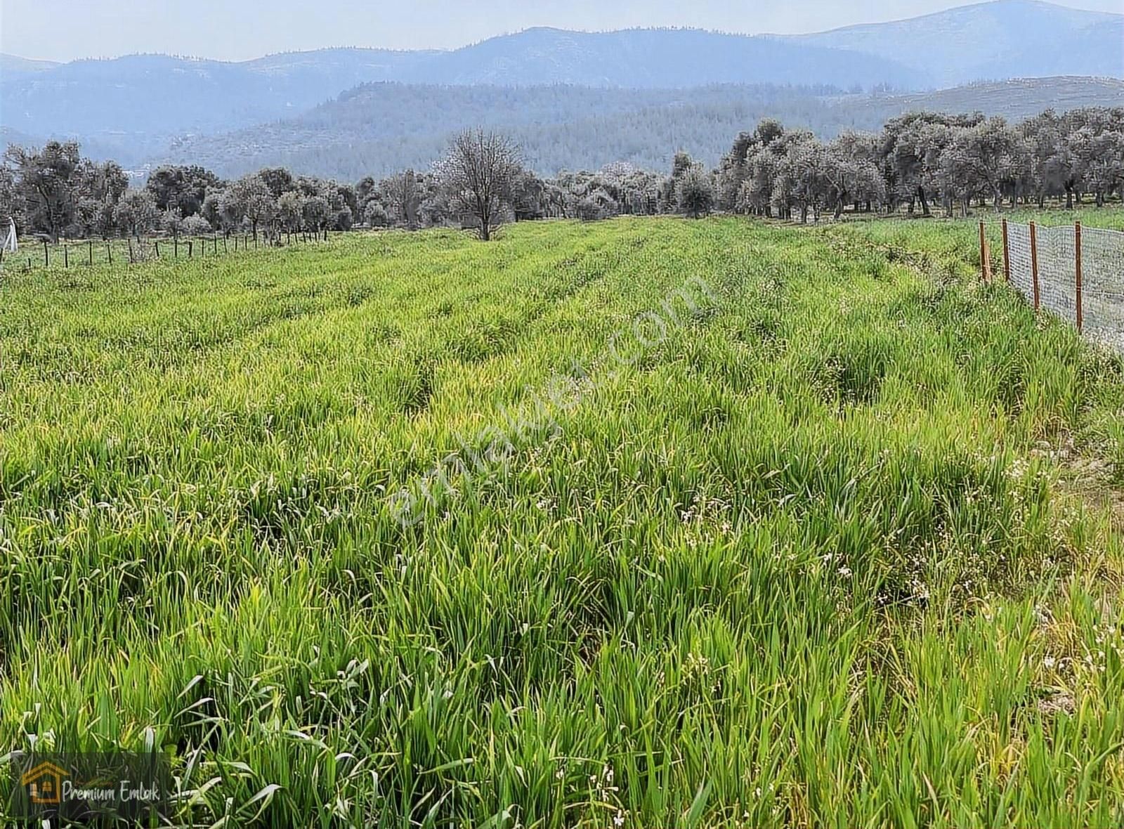 Milas Kısırlarda 4.136 Mt2 Zeytinli Muhteşem Tarla - Görsel 2