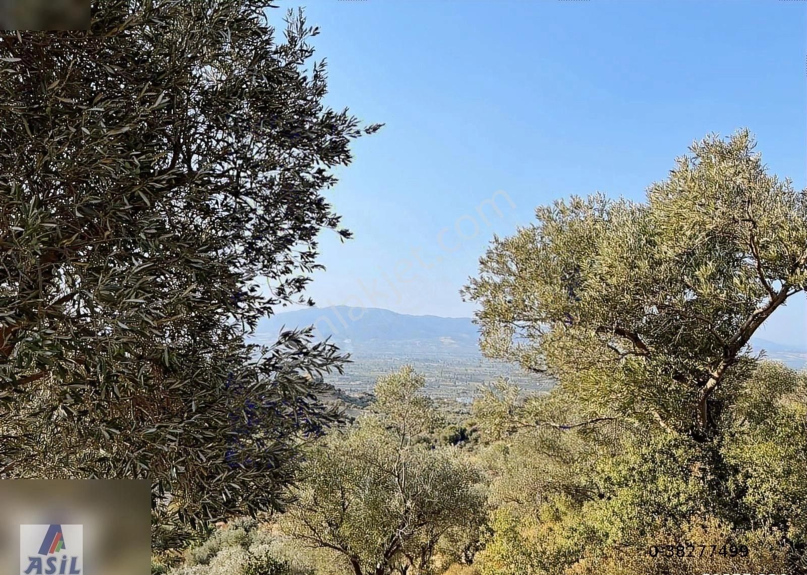 Derbent 2.561m2 Satılık Zeytin Bahçesi