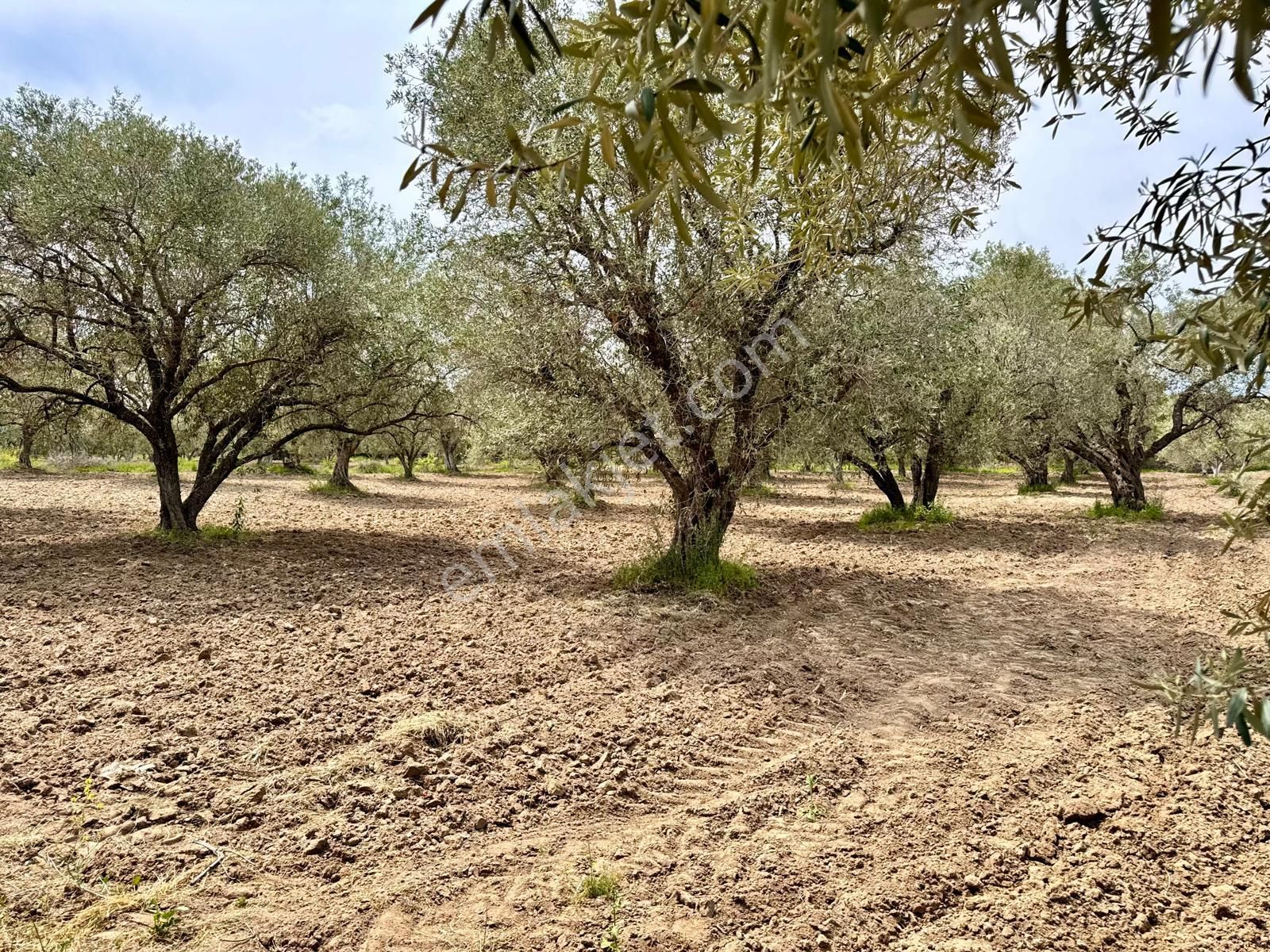 Manisa Kepenekli De 3.000 M2 Zeytinlik , Resmi Yolu Var - Görsel 9