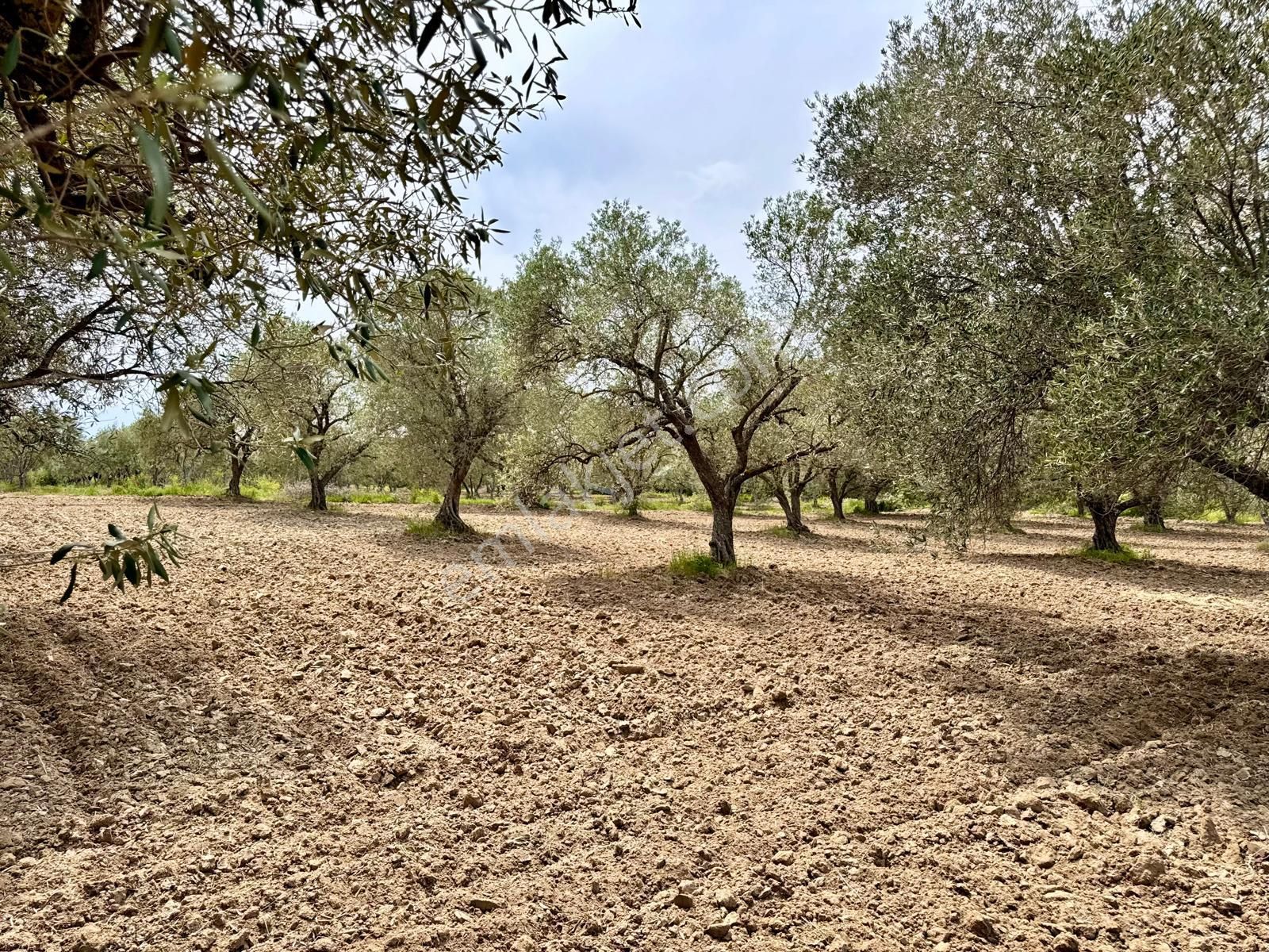 Manisa Kepenekli De 3.000 M2 Zeytinlik , Resmi Yolu Var - Görsel 13