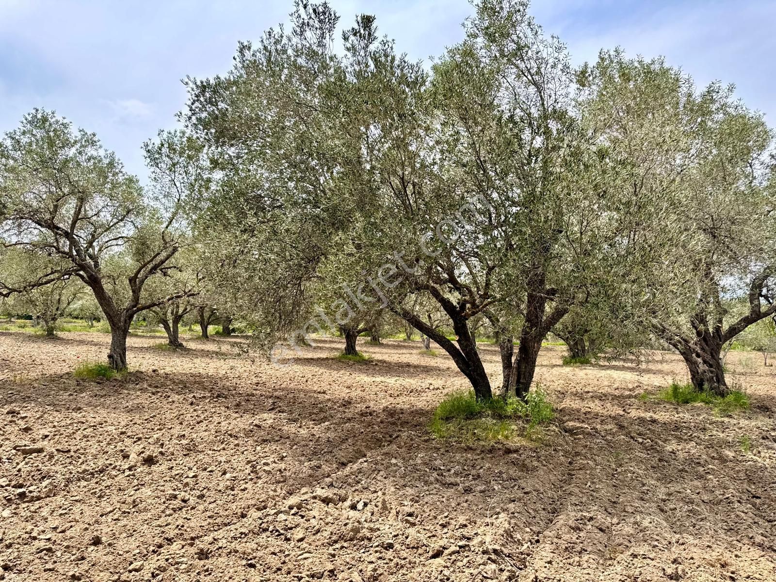 Manisa Kepenekli De 3.000 M2 Zeytinlik , Resmi Yolu Var - Görsel 8