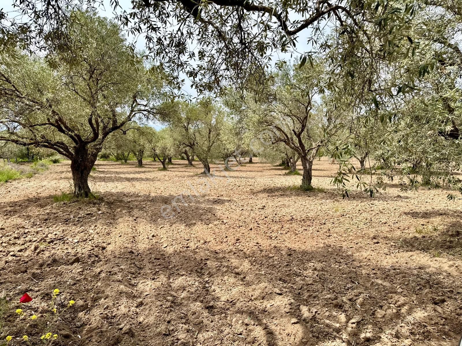 Manisa Kepenekli De 3.000 M2 Zeytinlik , Resmi Yolu Var - Görsel 5