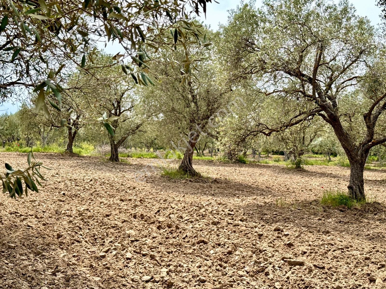 Manisa Kepenekli De 3.000 M2 Zeytinlik , Resmi Yolu Var - Görsel 14