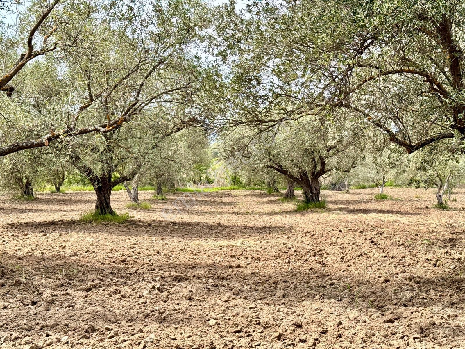 Manisa Kepenekli De 3.000 M2 Zeytinlik , Resmi Yolu Var - Görsel 16