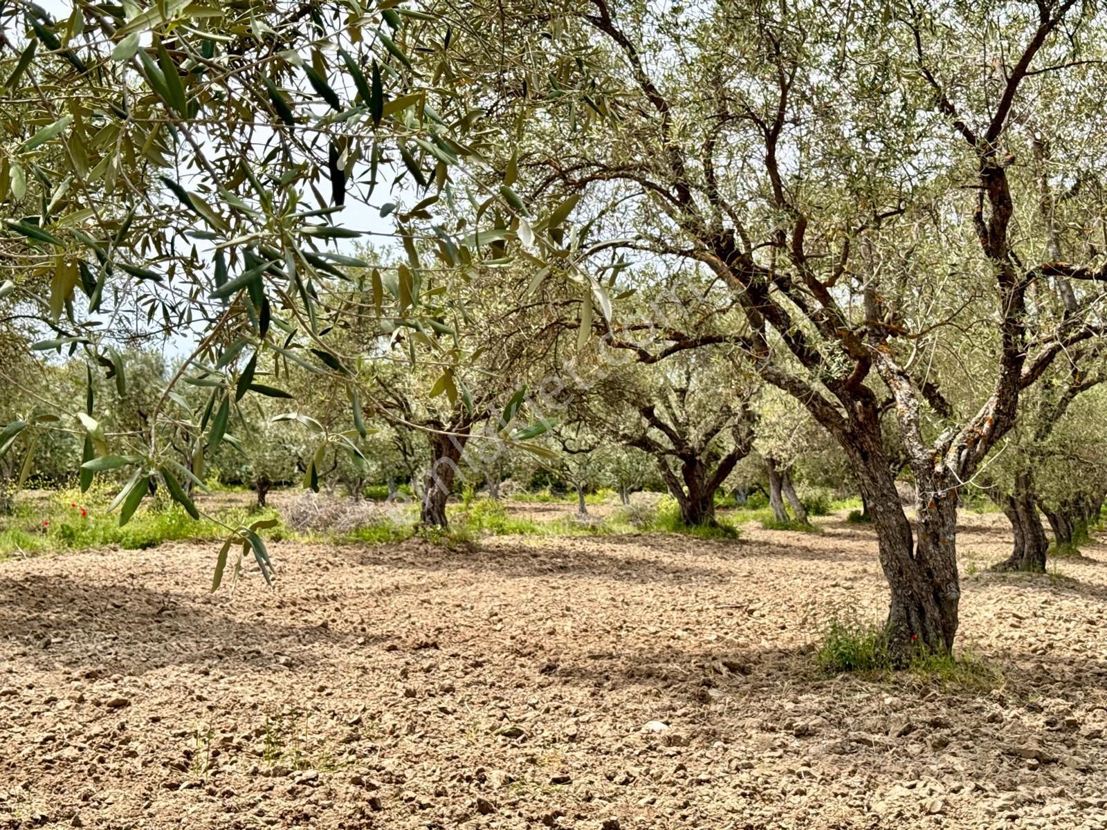 Manisa Kepenekli De 3.000 M2 Zeytinlik , Resmi Yolu Var - Görsel 4