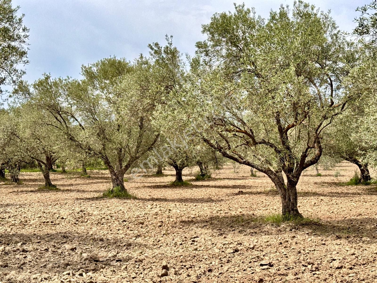 Manisa Kepenekli De 3.000 M2 Zeytinlik , Resmi Yolu Var - Görsel 6