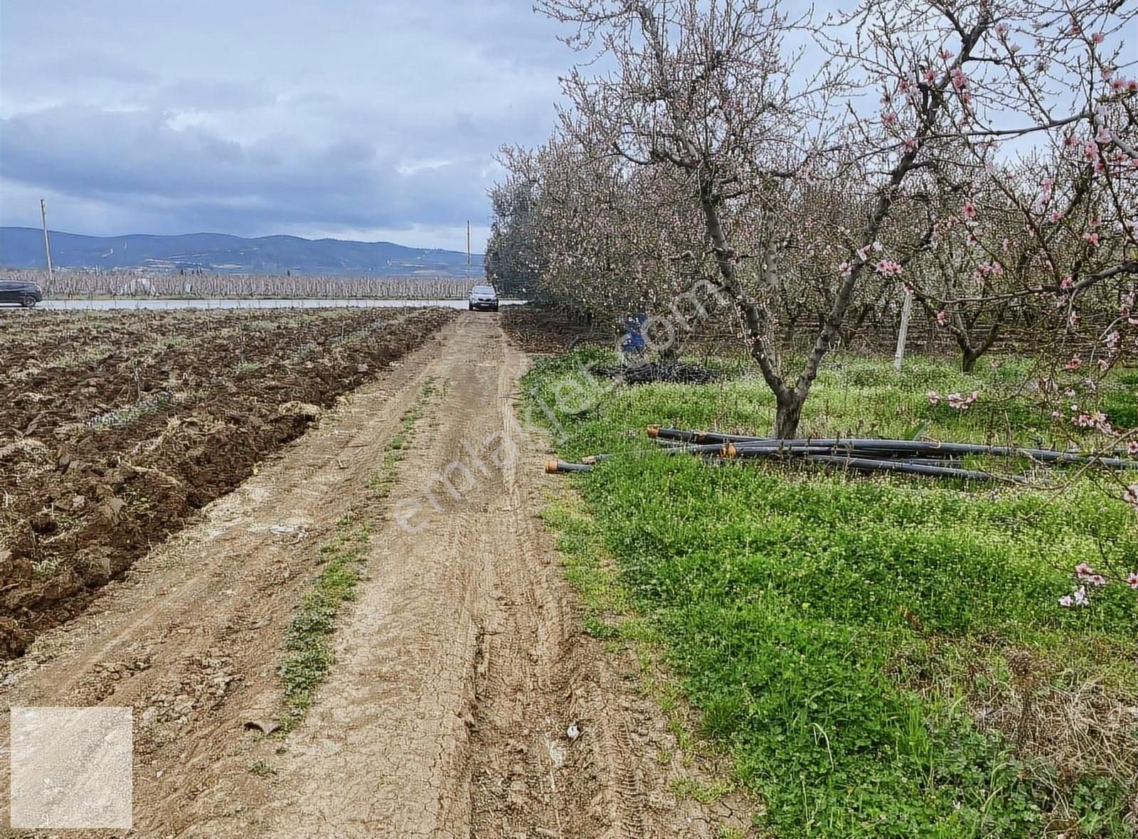 İznik Orhangazi Yolu Üzerinde Çakırca Da Şeftali Bahçesi