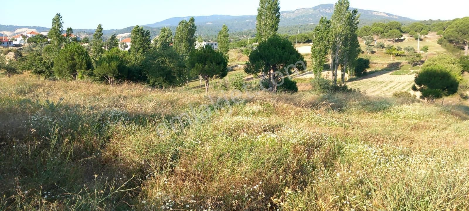 Ege'de Köy Hayali Kurana: İmarlı, Ev Yapılabilir 6.429 M² Tarla - Görsel 18