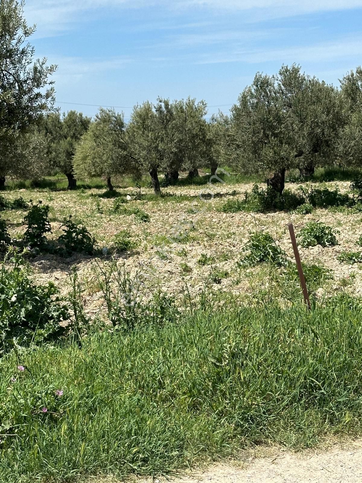 Premar Ayvada'dan Ayvalık Mutluda 14 Dönüm Bakımlı Zeytinlik - Görsel 7