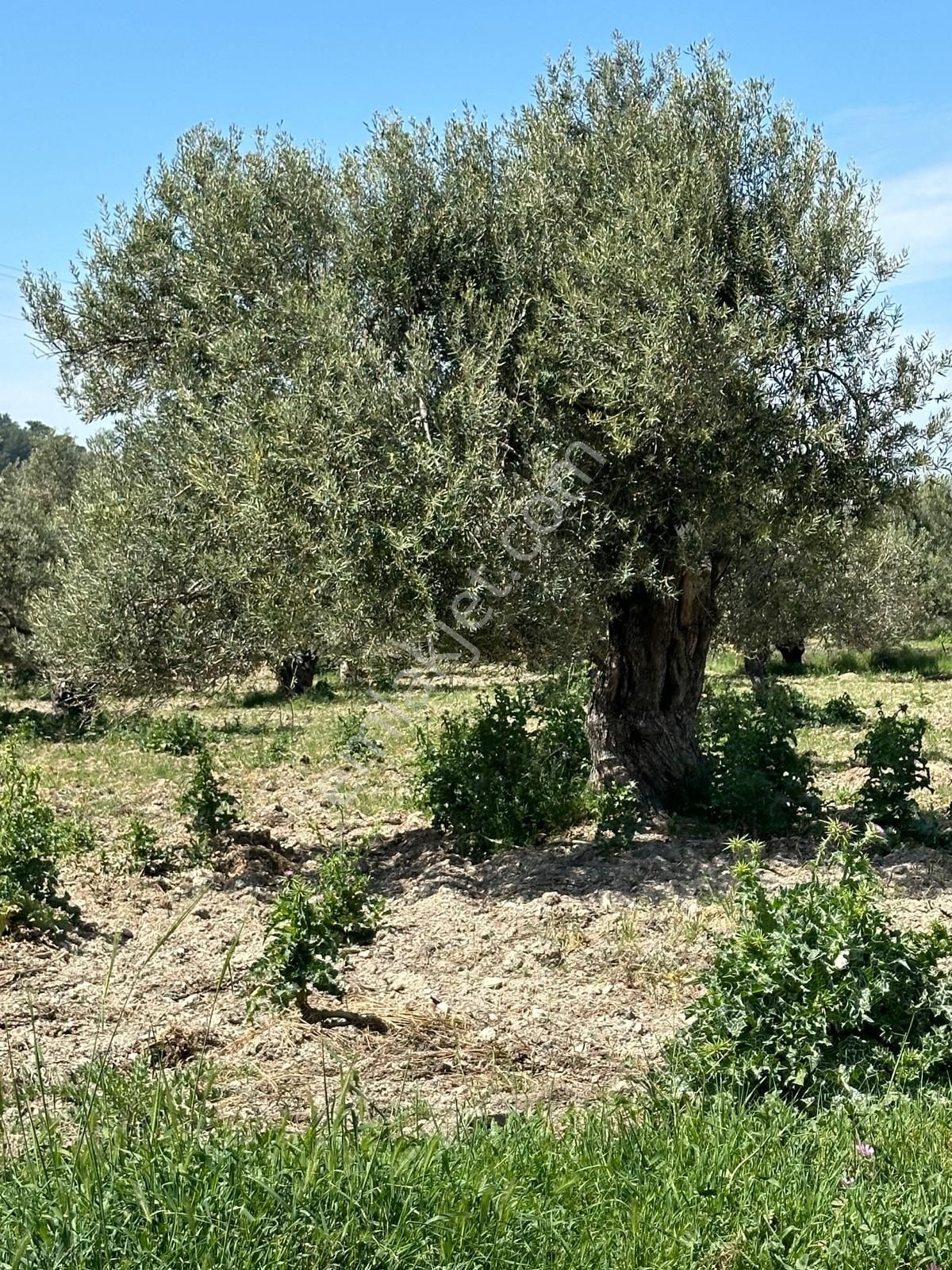 Premar Ayvada'dan Ayvalık Mutluda 14 Dönüm Bakımlı Zeytinlik - Görsel 6