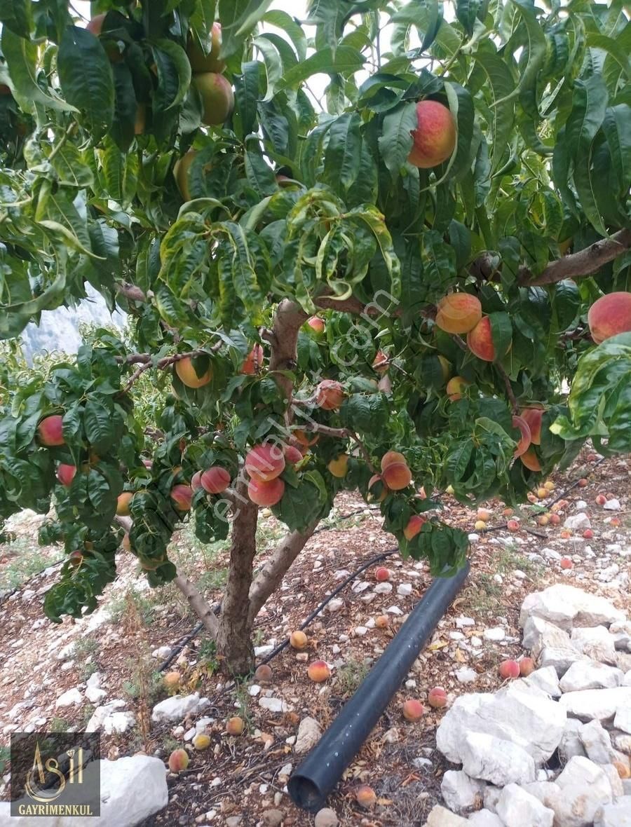 Mezitli Kocayer 4800m2 Bakımlı Şeftali Bahçesi