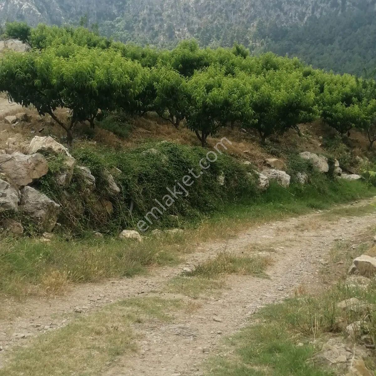Asil'den Emsalsiz Fırsat Sizlerle
