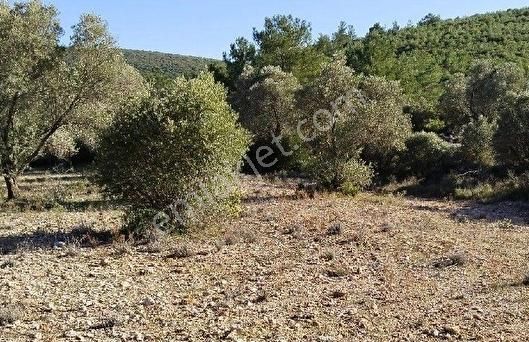 Bursa İznik Göllüce Mhde Göl Manzaralı Satılık Zeytinlik