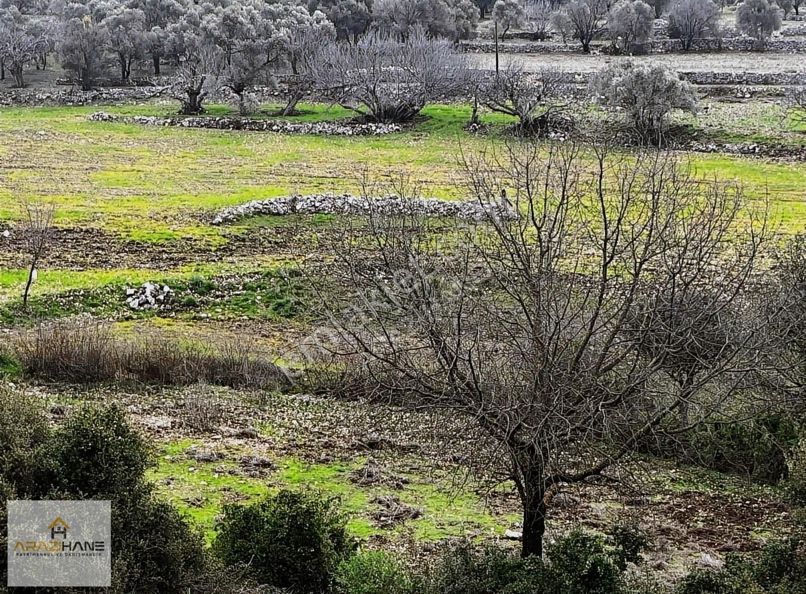 Milas Çamköy Çıkışı Gökbelde Resmi Yollu Çeşme Dibi Tarla - Görsel 18