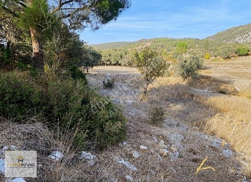 Milas Çamköy Çıkışı Gökbelde Resmi Yollu Çeşme Dibi Tarla - Görsel 7