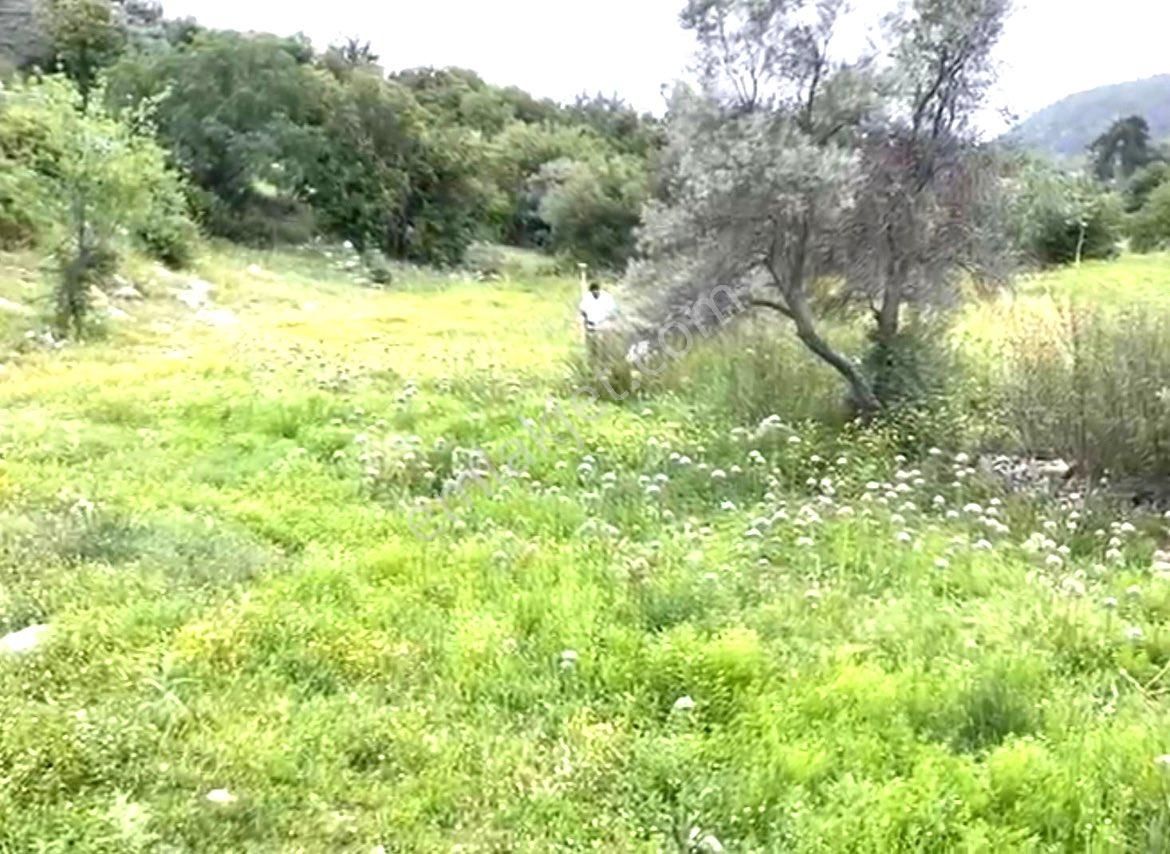 Milas Çamköy Çıkışı Gökbelde Resmi Yollu Çeşme Dibi Tarla - Görsel 20