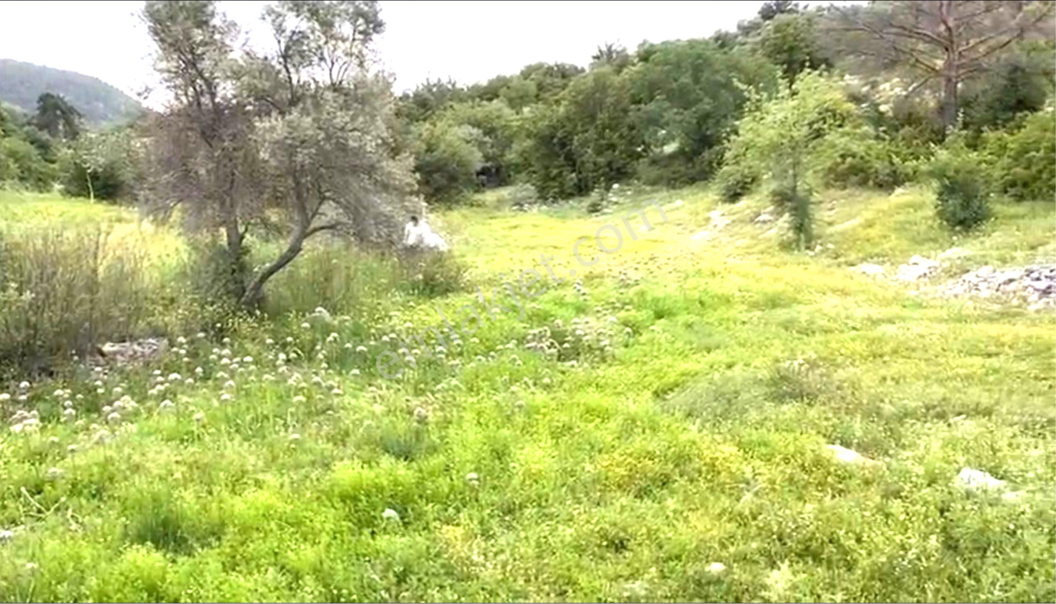 Milas Çamköy Çıkışı Gökbelde Resmi Yollu Çeşme Dibi Tarla - Görsel 19