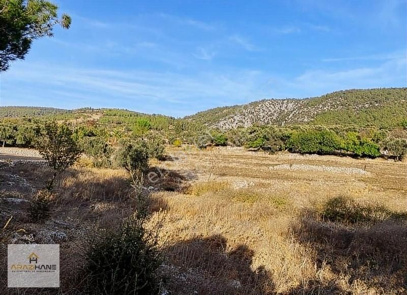 Milas Çamköy Çıkışı Gökbelde Resmi Yollu Çeşme Dibi Tarla - Görsel 12