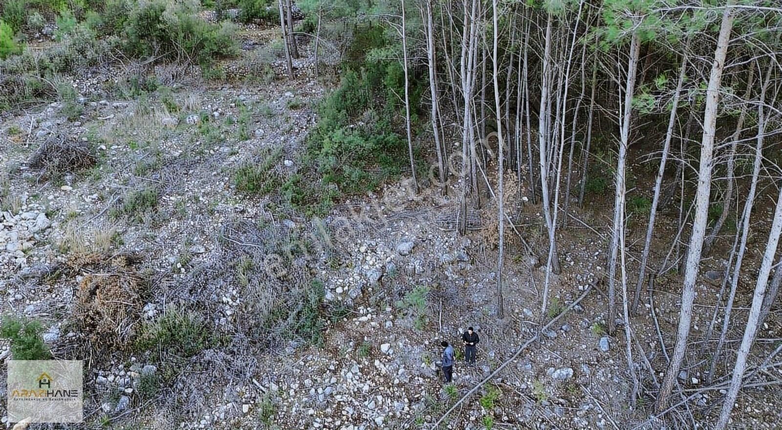 Kalınağılda Çamların Arasında Doğa İle İç İçe Arazimiz Satışta - Görsel 2