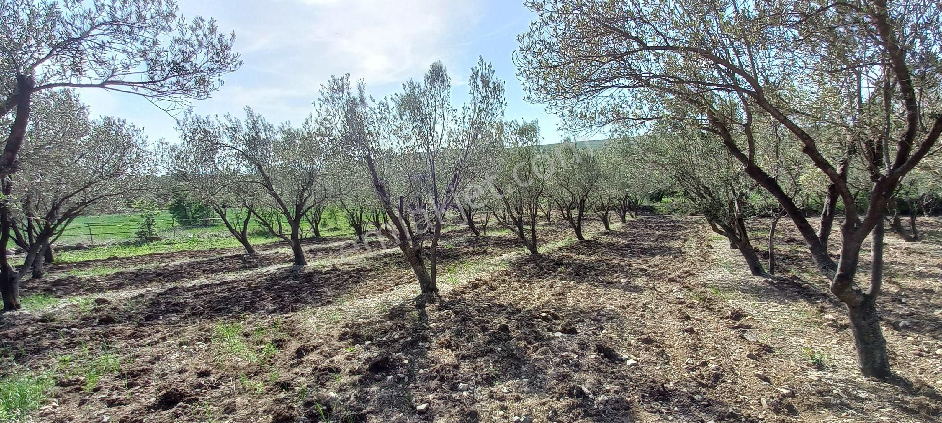 Satılık Müstakiltapu - Görsel 22