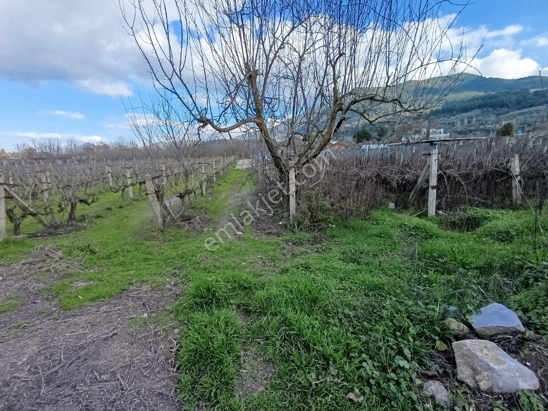 Satılık Üzüm Bagi - Görsel 6