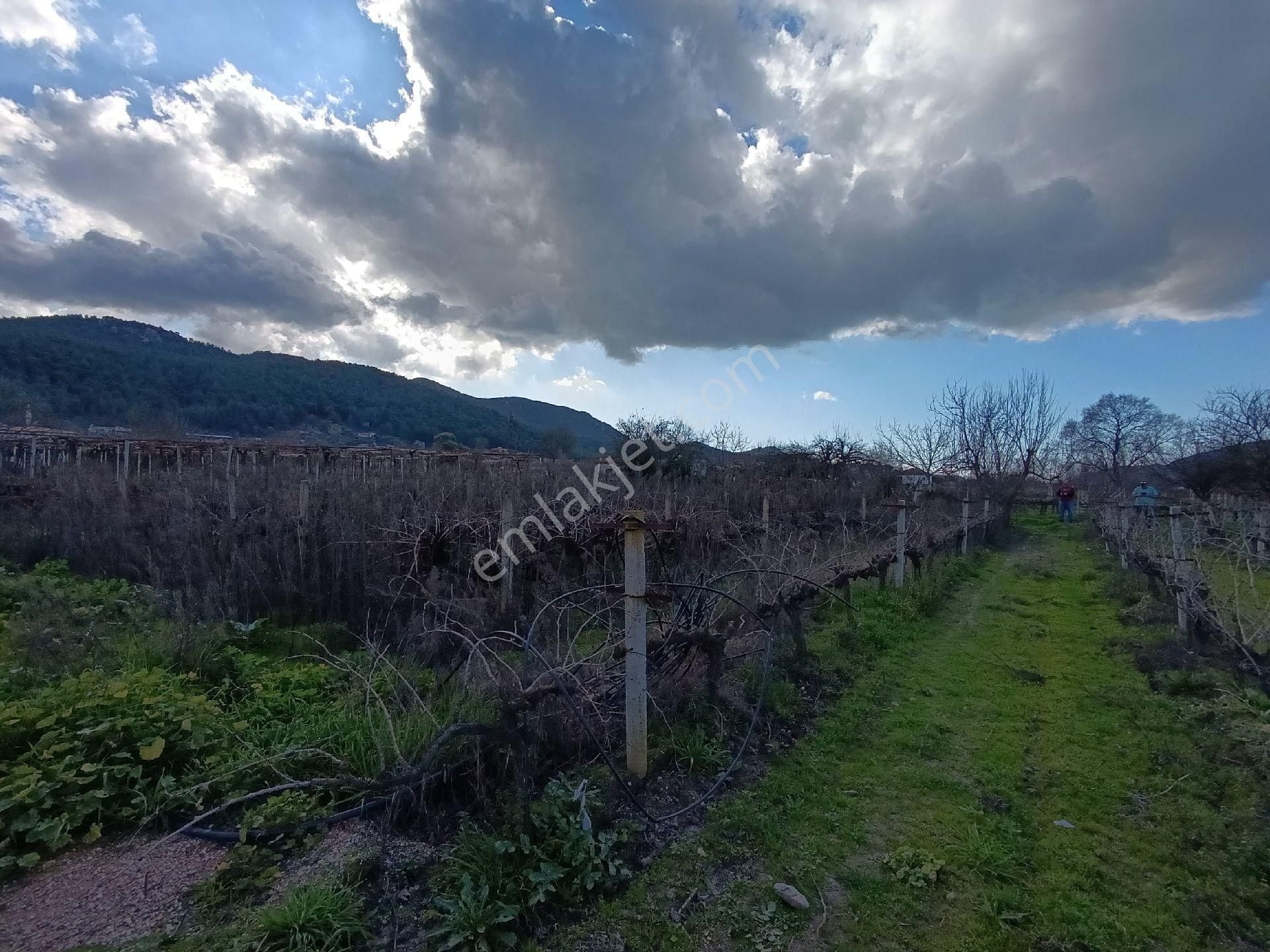 Satılık Üzüm Bagi - Görsel 4