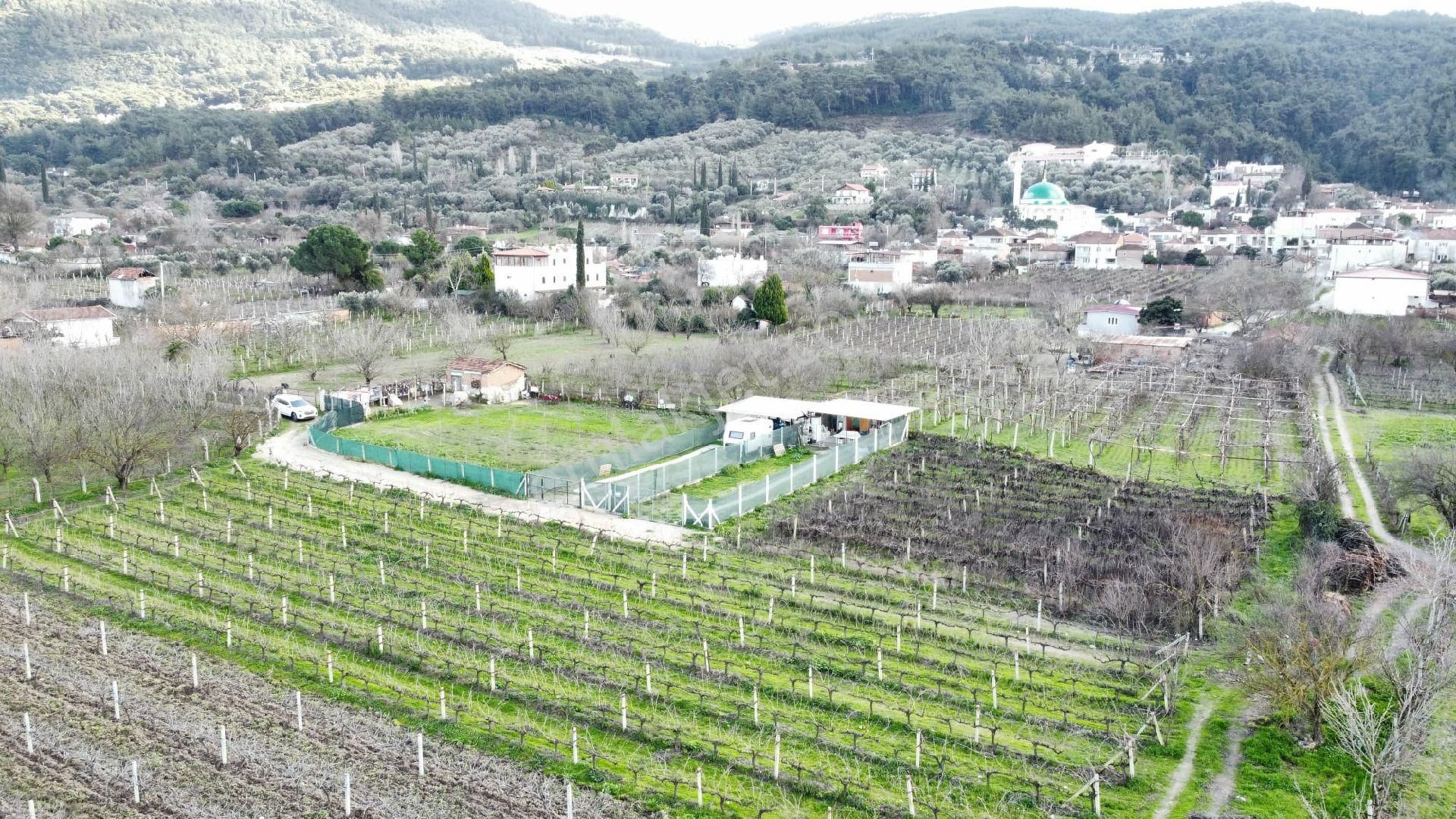 Satılık Üzüm Bagi - Görsel 7