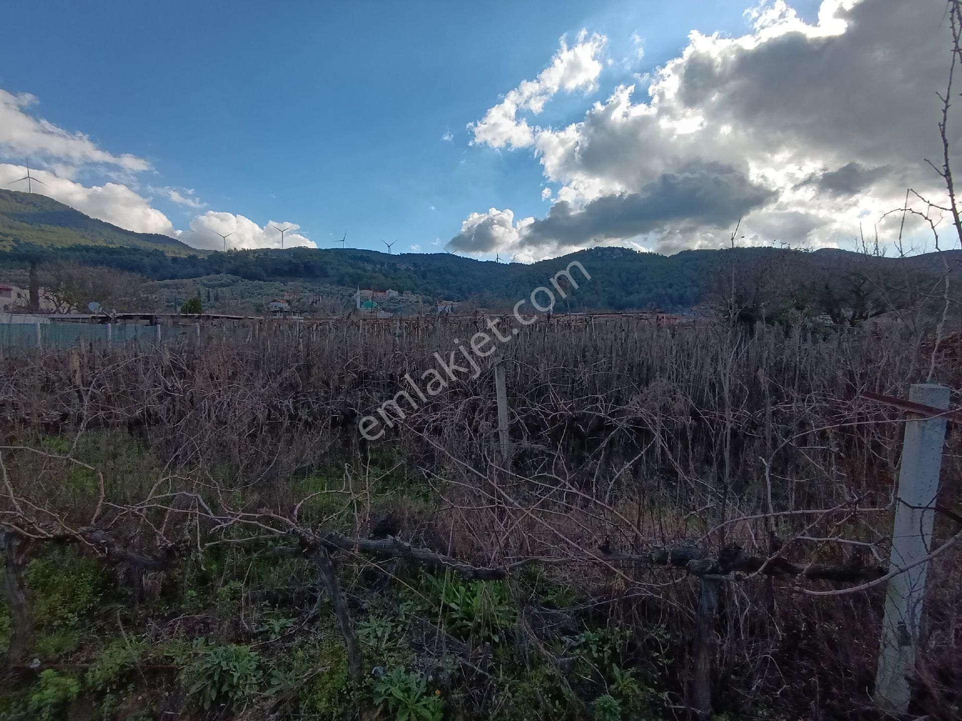 Satılık Üzüm Bagi - Görsel 3