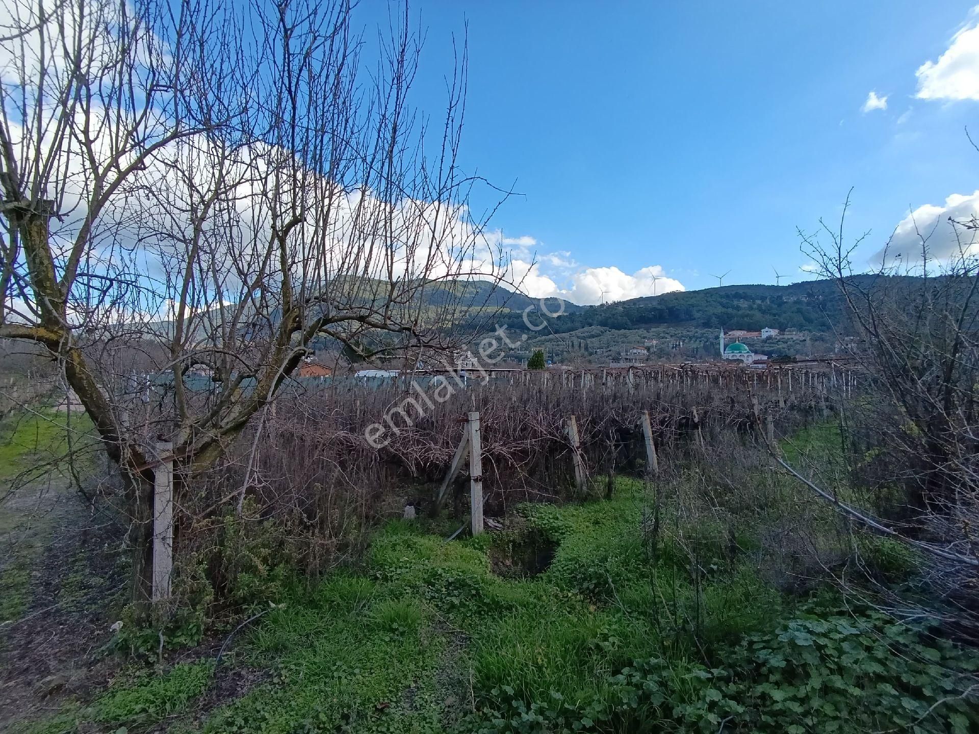 Satılık Üzüm Bagi - Görsel 8