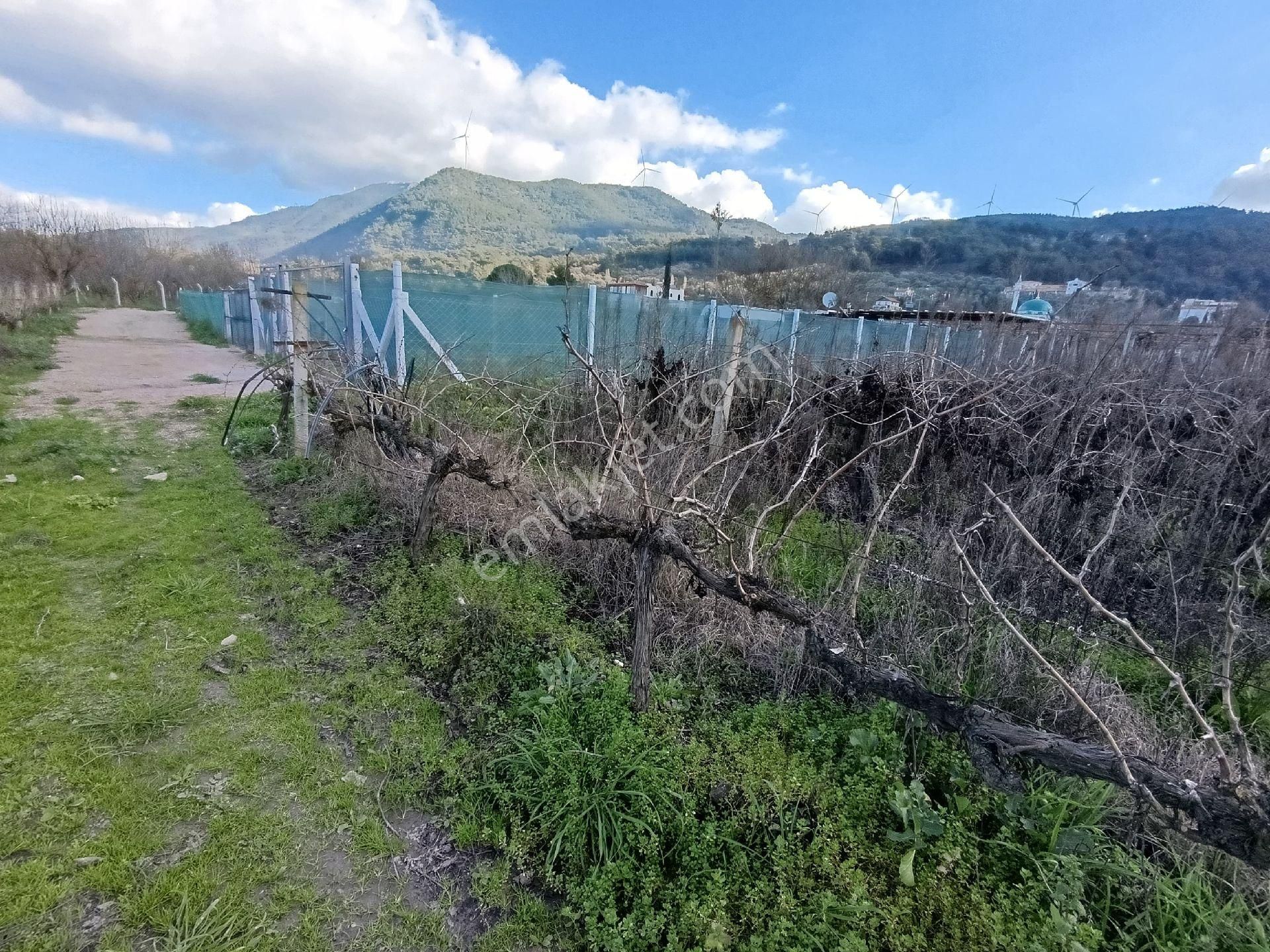 Satılık Üzüm Bagi - Görsel 2