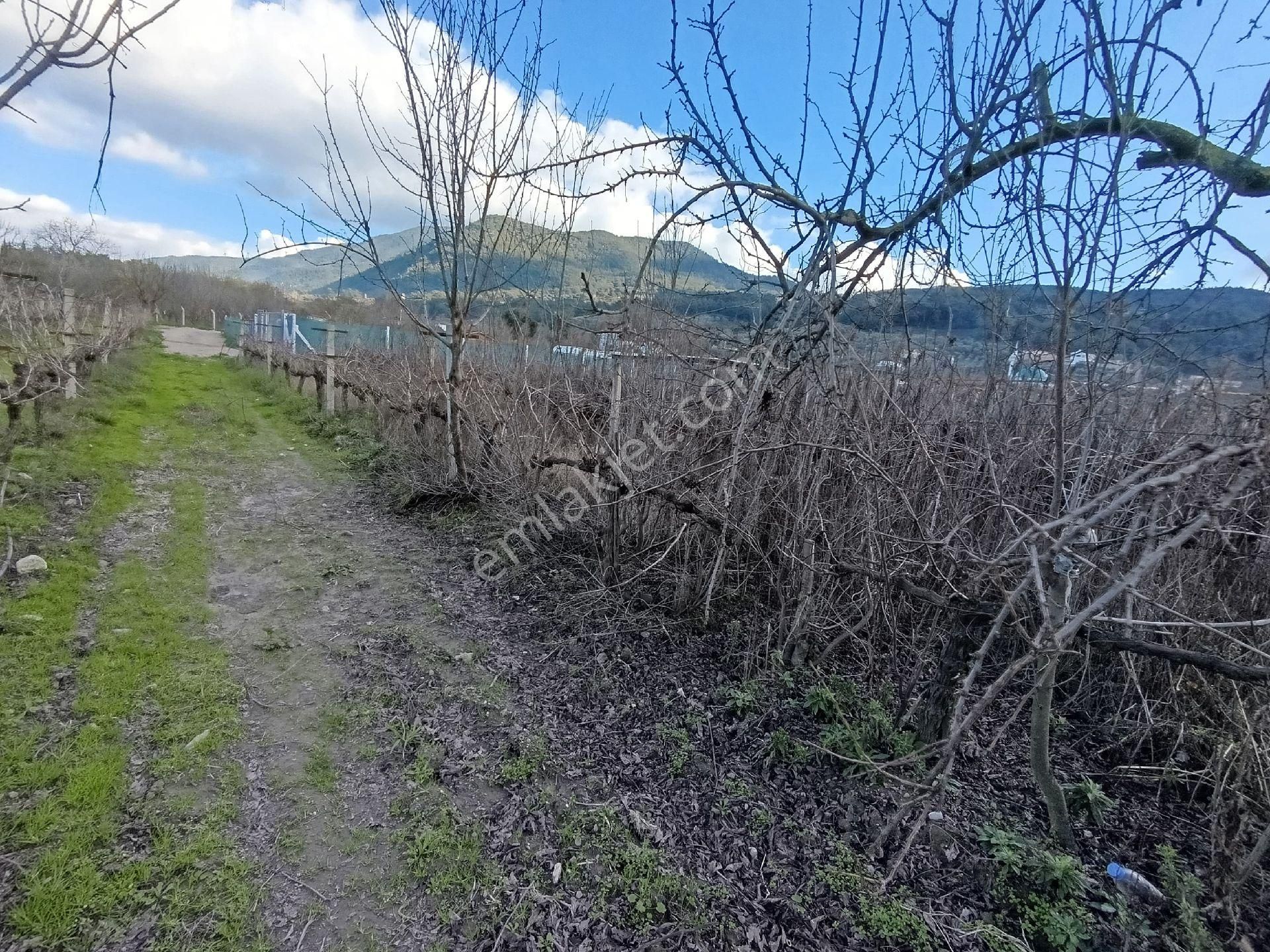 Satılık Üzüm Bagi - Görsel 5