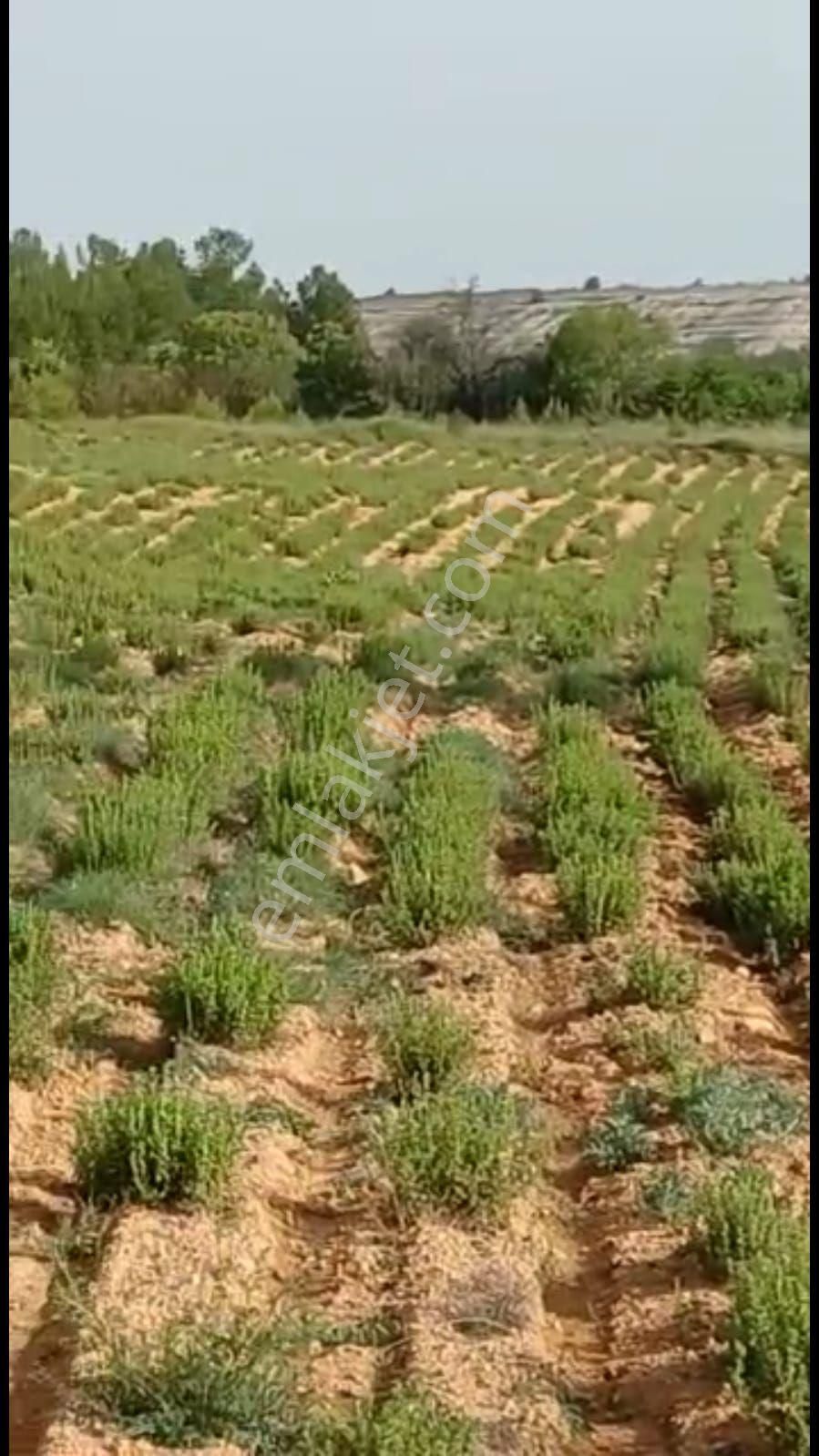 Denizli Bekilli Çamköy 6769 Metrekare Bağ Kadastro Yolu Var - Görsel 2