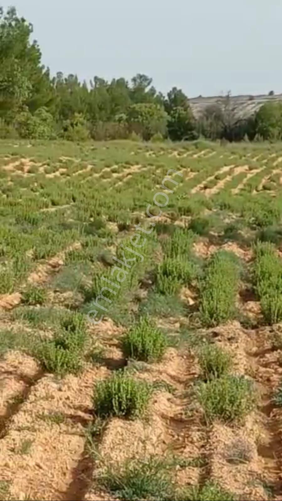 Satılık !!! “kekik Bağ” Yola Cepheli (6769 M2)