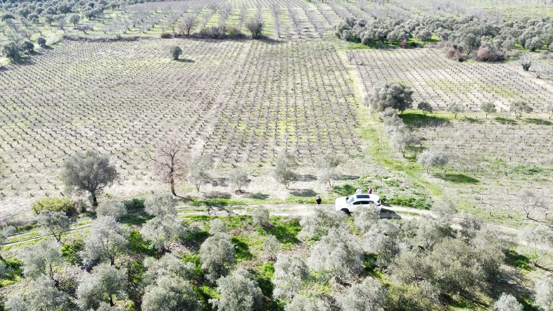 Satılık Üzüm Bagi - Görsel 9