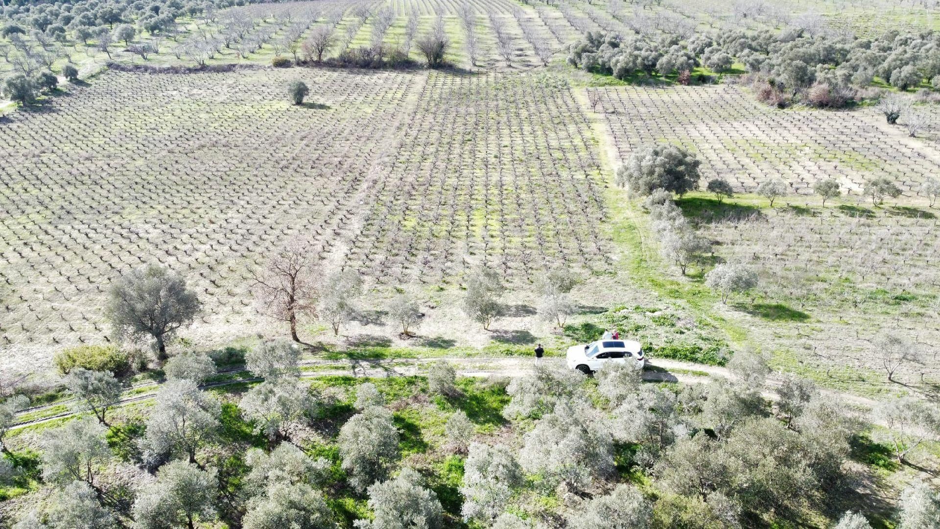 Satılık Üzüm Bagi - Görsel 10