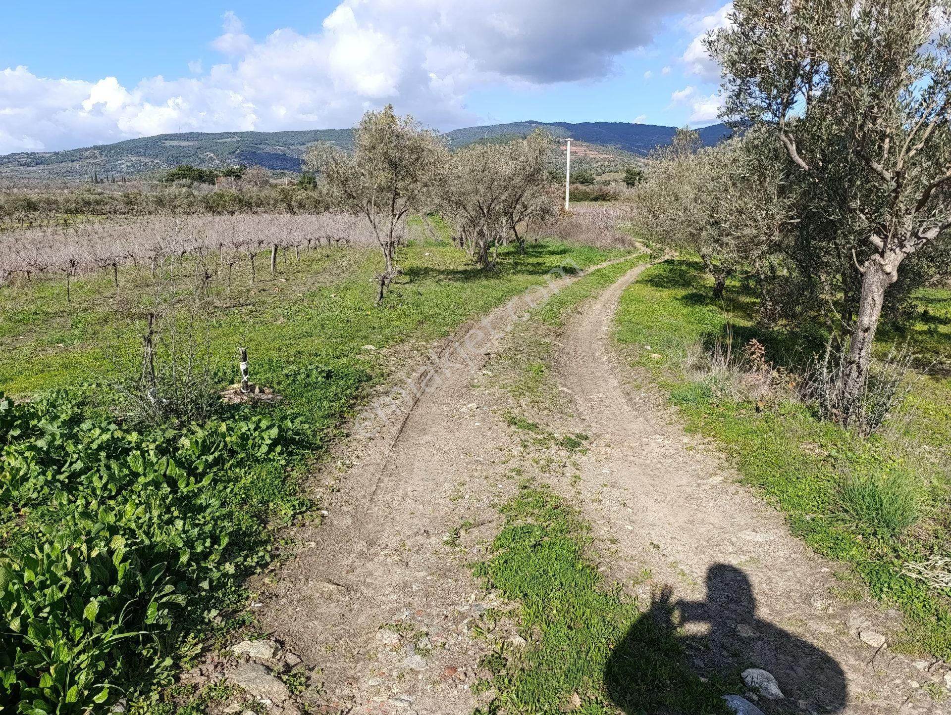 Satılık Üzüm Bagi - Görsel 4