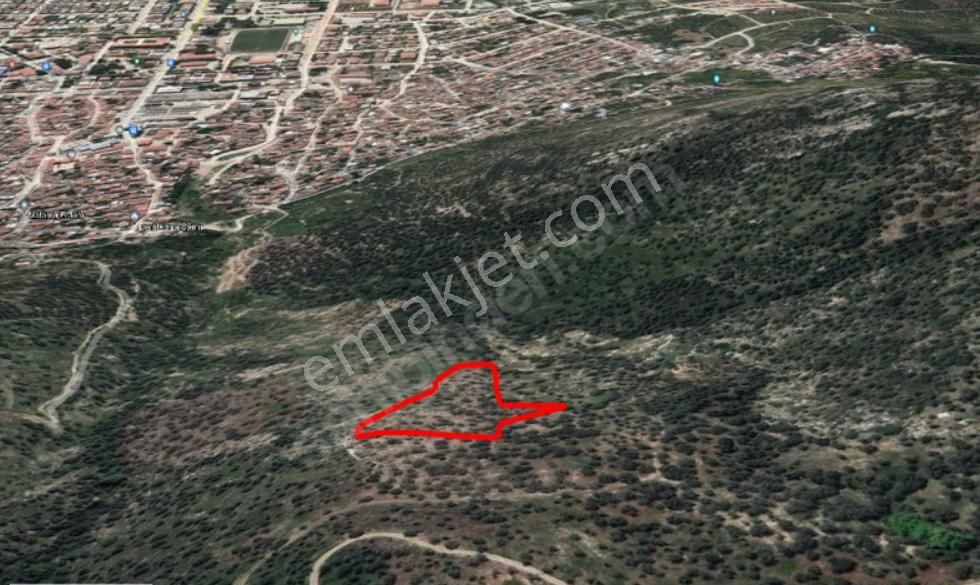 Bayındır Hacı İbrahim Mahallesi Şehir Merkezine Yakın Zeytinlik - Görsel 4